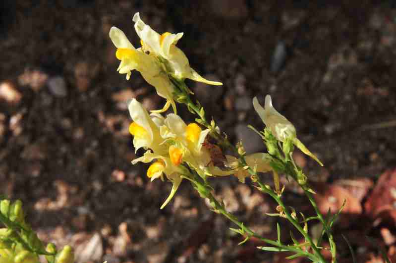 Linaria vulgaris